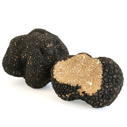 Autumn Truffle Uncinatum